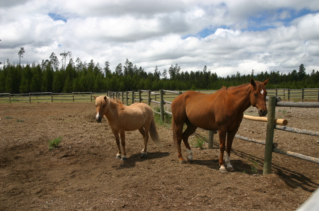 New Horses Snip and Arie